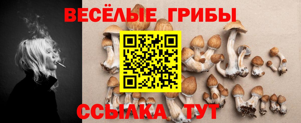 Галлюциногенные грибы Psilocybine cubensis Барнаул